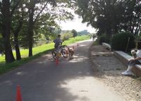 Fahrradfahrer mit Hund