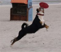 Hund mit Frisbee
